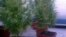 MARIHUANA Fotografía donde se ven varias plantas de marihuana en una casa.