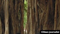 Las marchas que reprimen en La Habana