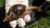 Un ejemplar de Caracol Gigante Africano, detectado en Florida, Estados Unidos, septiembre de 2011. Archivo. (REUTERS).