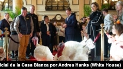 Los pavos presidenciales de 2025, llamados Gobble y Waddle, llegan al Hotel Willard InterContinental en Washington, D.C., el domingo 24 de noviembre de 2025.