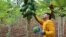 Michael Kamiya cosecha papayas modificadas genéticamente en su granja familiar en Hawái (Cornell Alliance for Science).