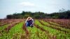 Un campesino labora la tierra en una finca en Cuba. (Archivo)